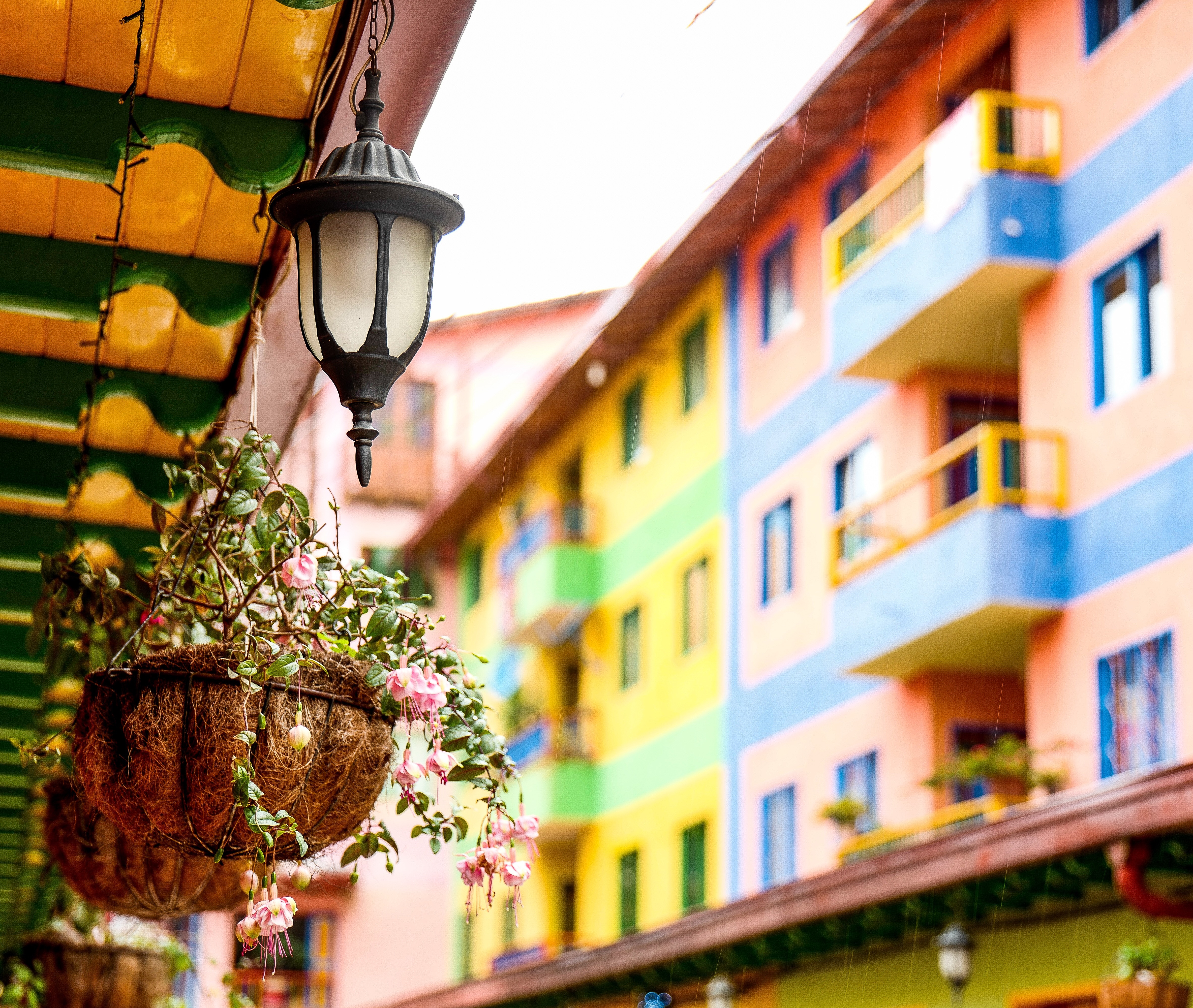 Coffee, Cacao & the Pulse of Colombia , image 7